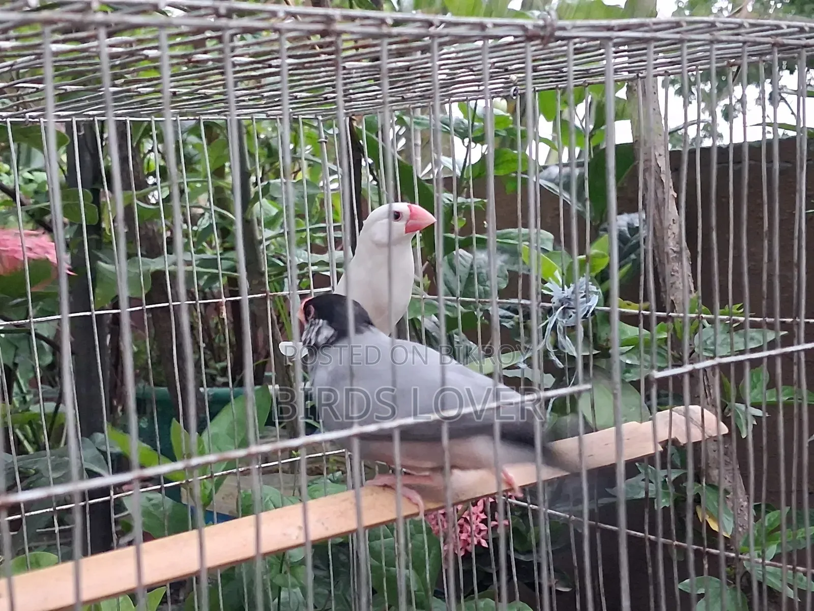 ১ জোড়া জাভা পাখি