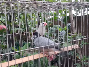 ১ জোড়া জাভা পাখি