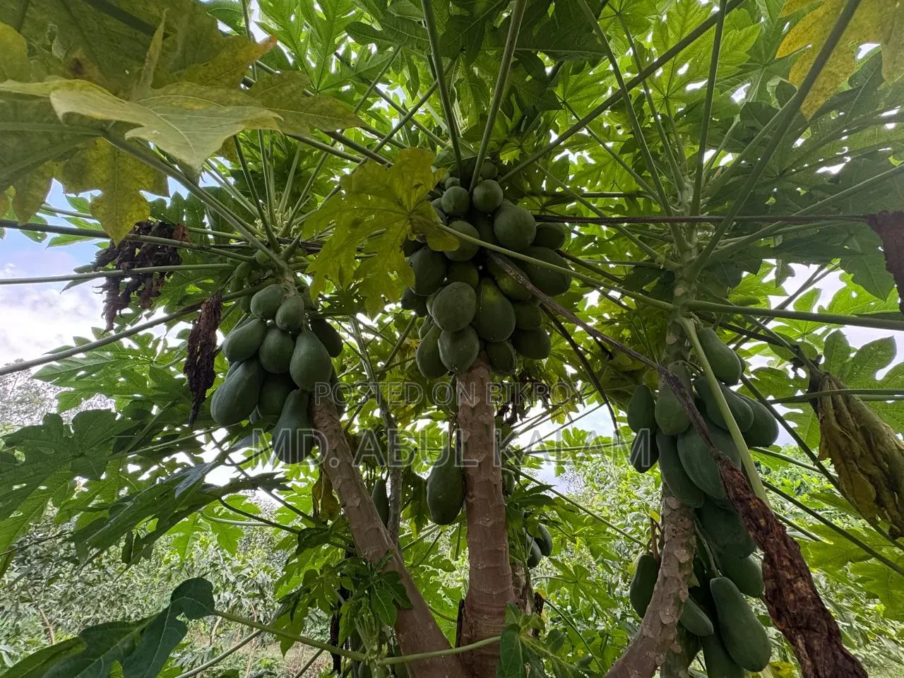 6 Katha Land Sell