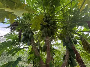 6 Katha Land Sell