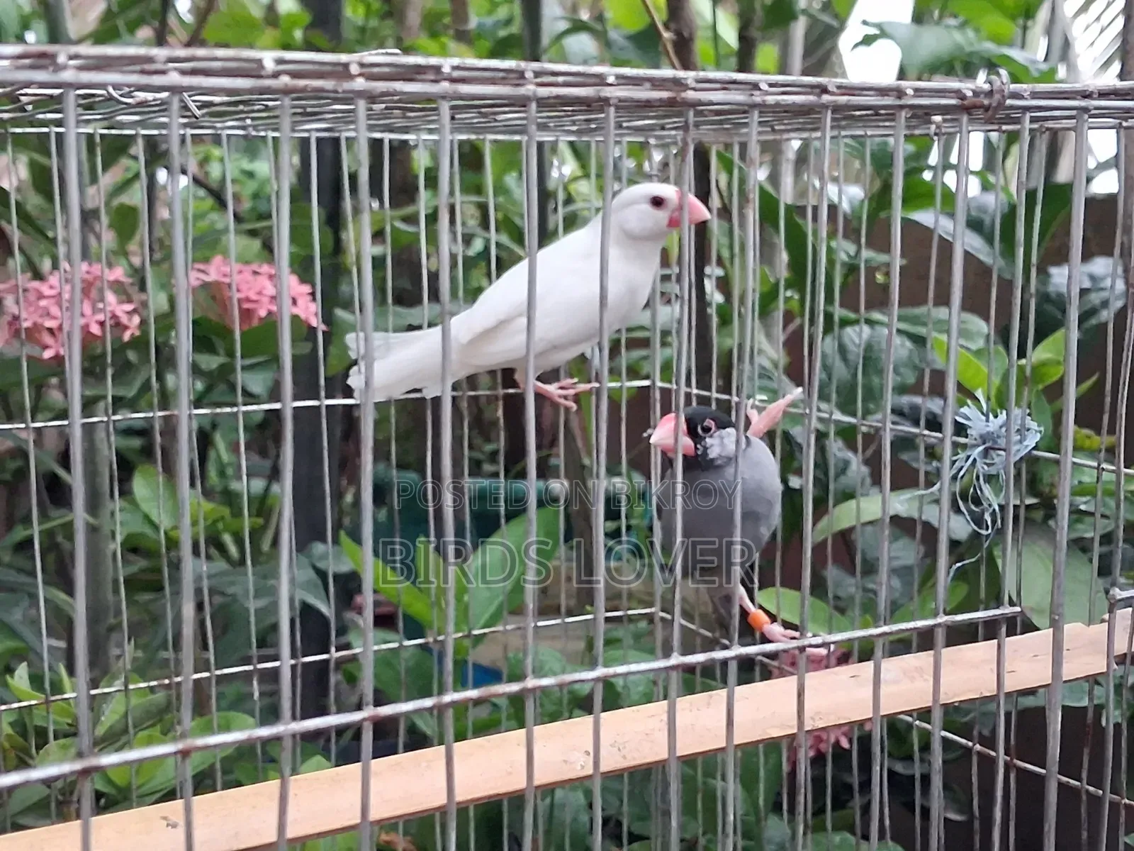 ১ জোড়া জাভা পাখি