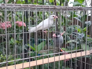 ১ জোড়া জাভা পাখি