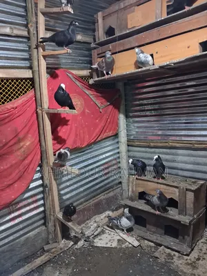 ফেন্সি কবুতর বিক্রি