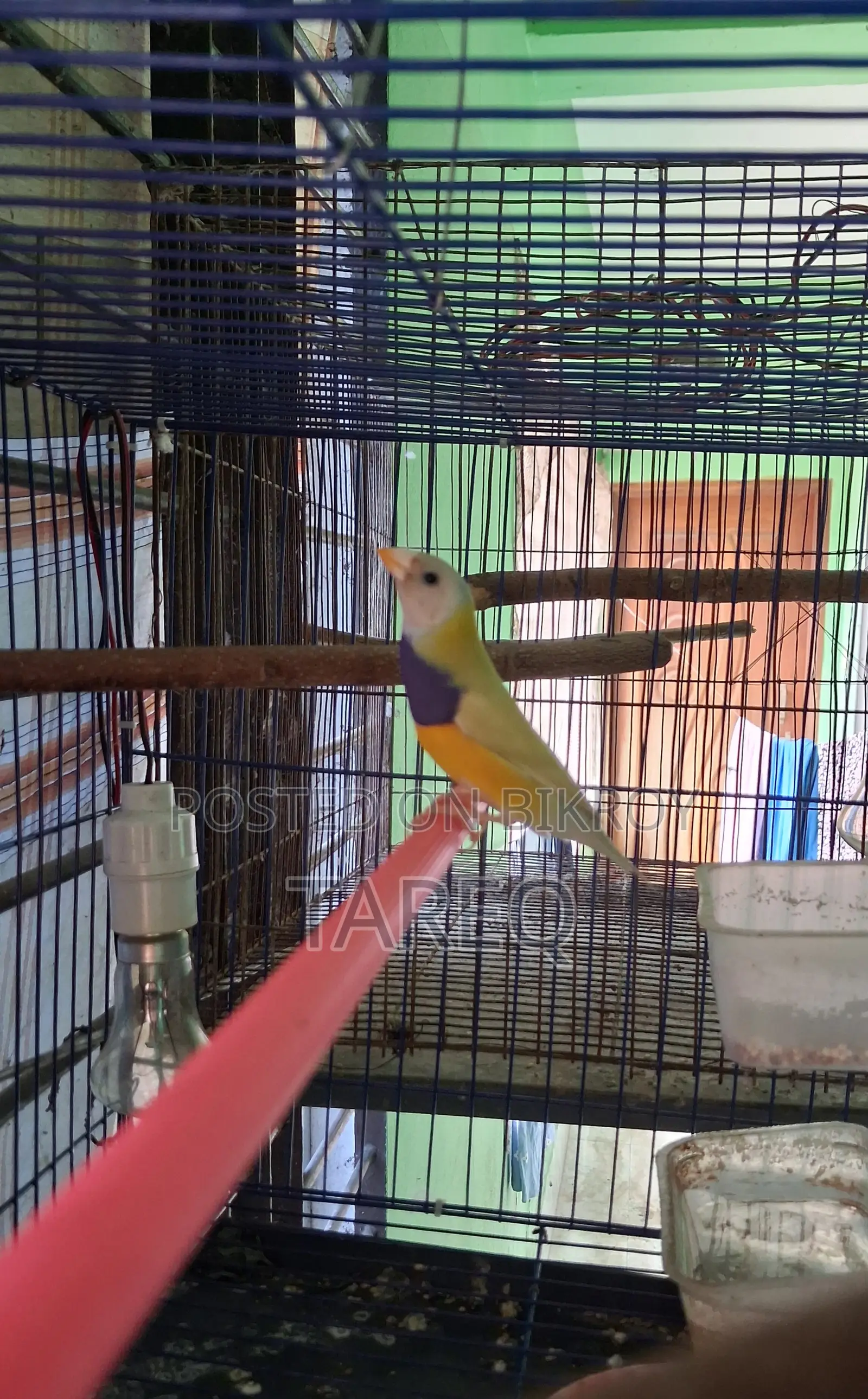 গোল্ডিয়ান ফিঞ্চ