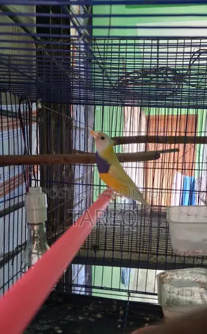 গোল্ডিয়ান ফিঞ্চ