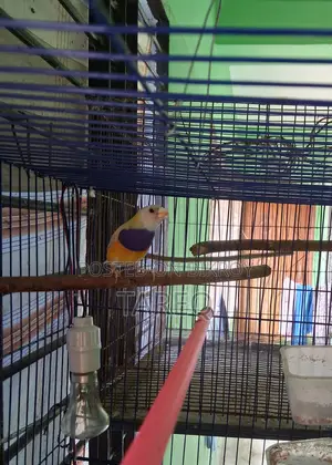 গোল্ডিয়ান ফিঞ্চ