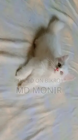 ১-৩ মাস বয়সী ফিমেল মিক্সড ব্রিড পার্সিয়ান