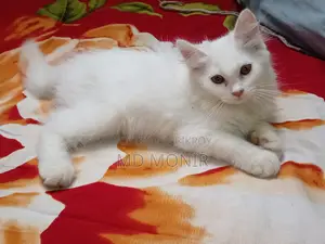 ১-৩ মাস বয়সী ফিমেল মিক্সড ব্রিড পার্সিয়ান