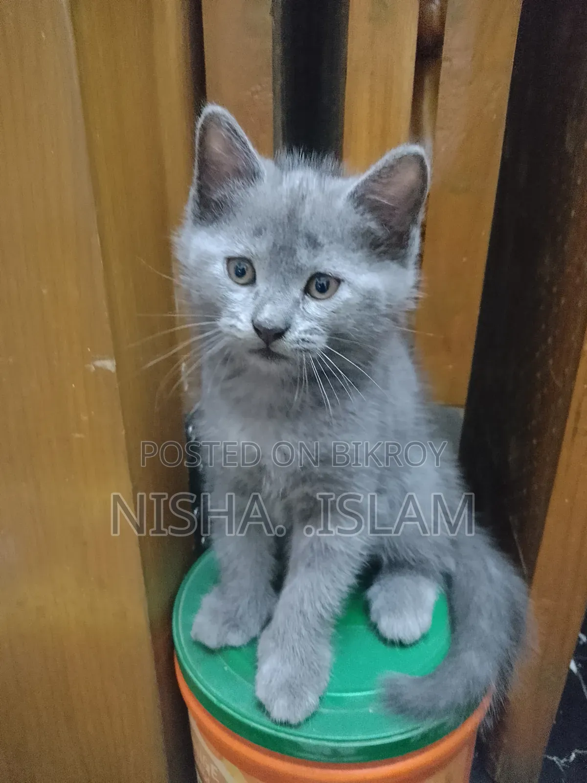 ১-৩ মাসের নর পিওরব্রেড ব্রিটিশ শর্টহ্যার