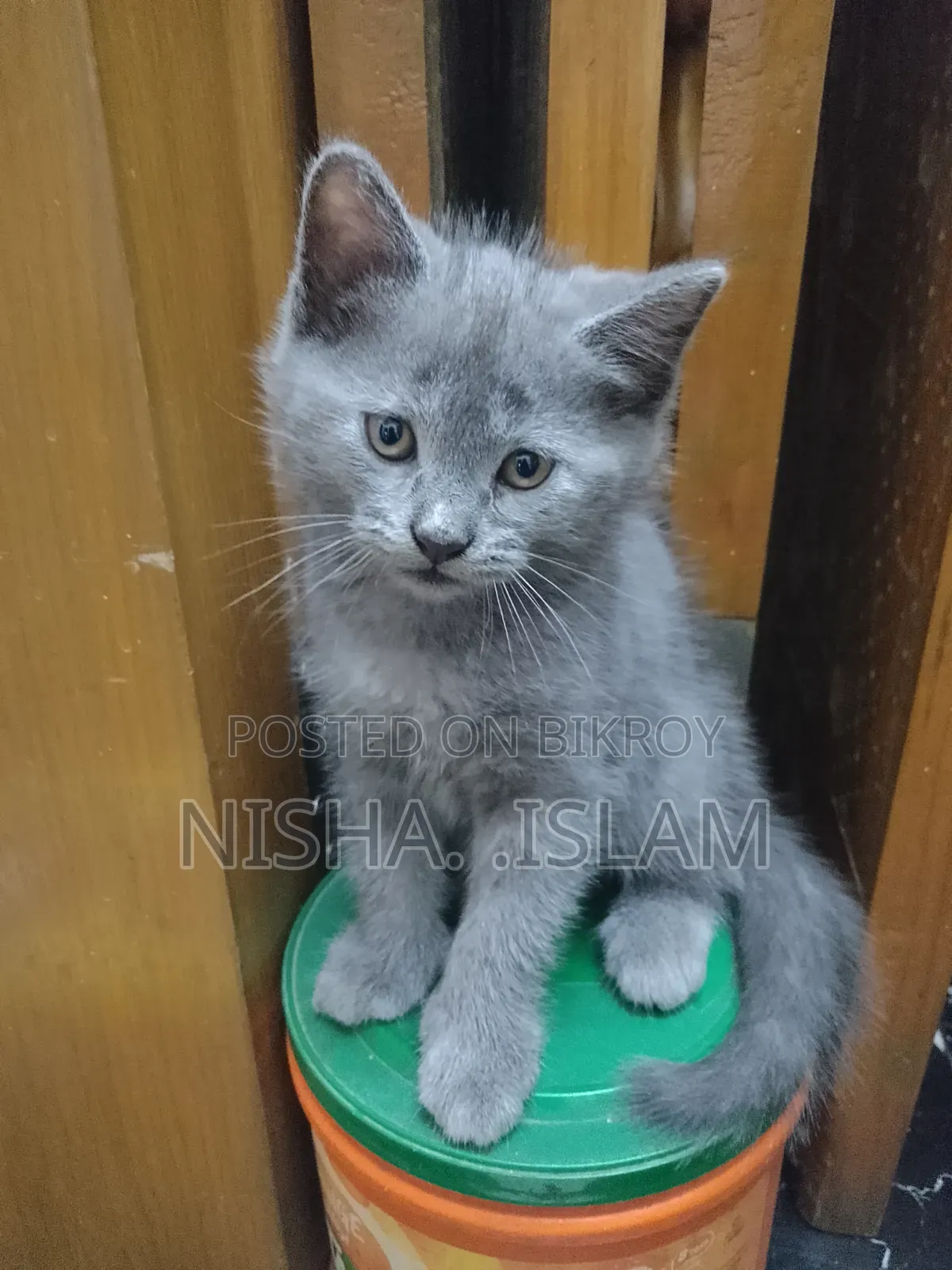 ১-৩ মাসের নর পিওরব্রেড ব্রিটিশ শর্টহ্যার