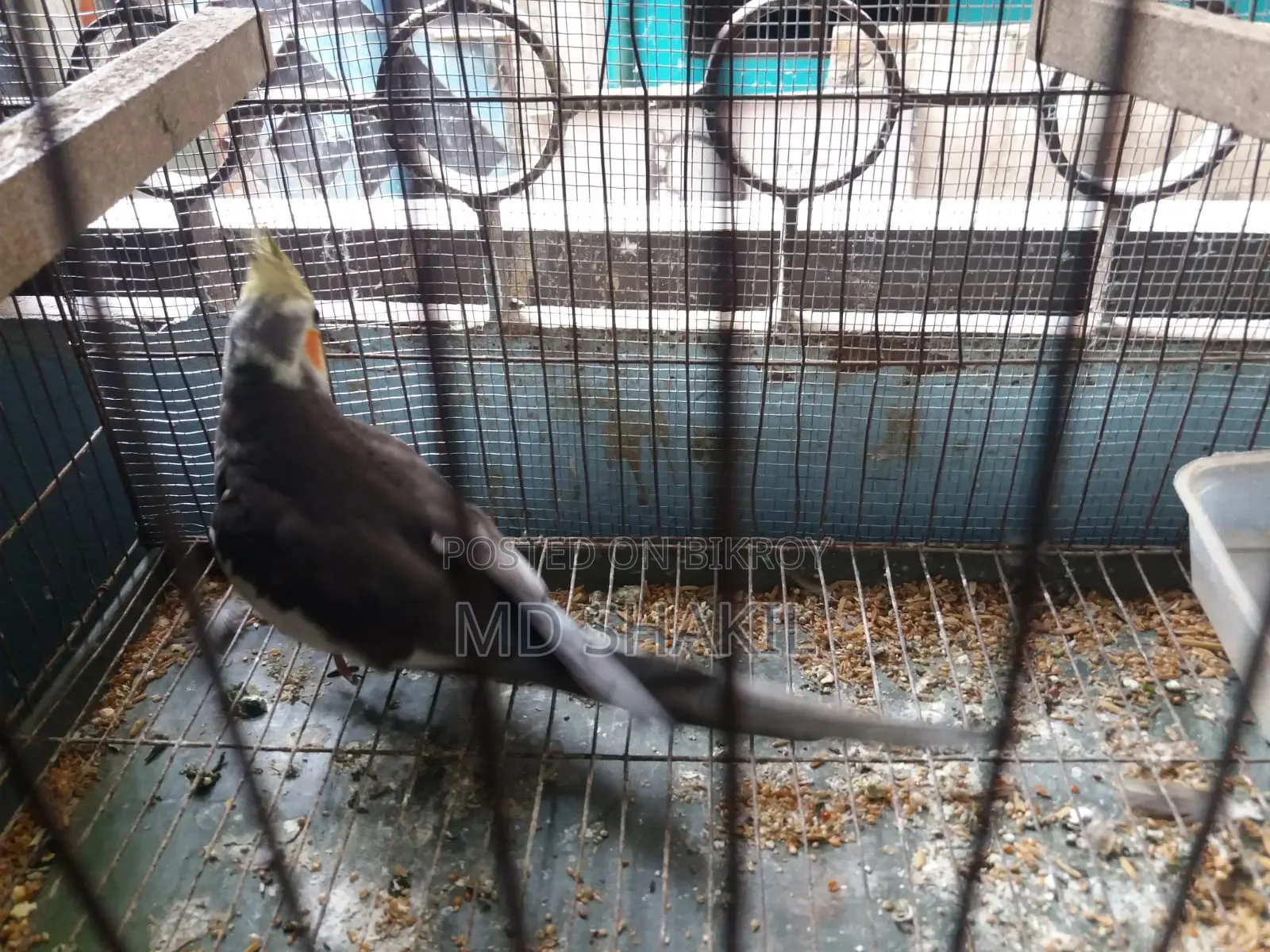 এডাল্ট মেল ককাটেল