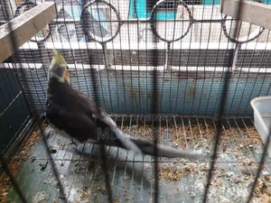 এডাল্ট মেল ককাটেল