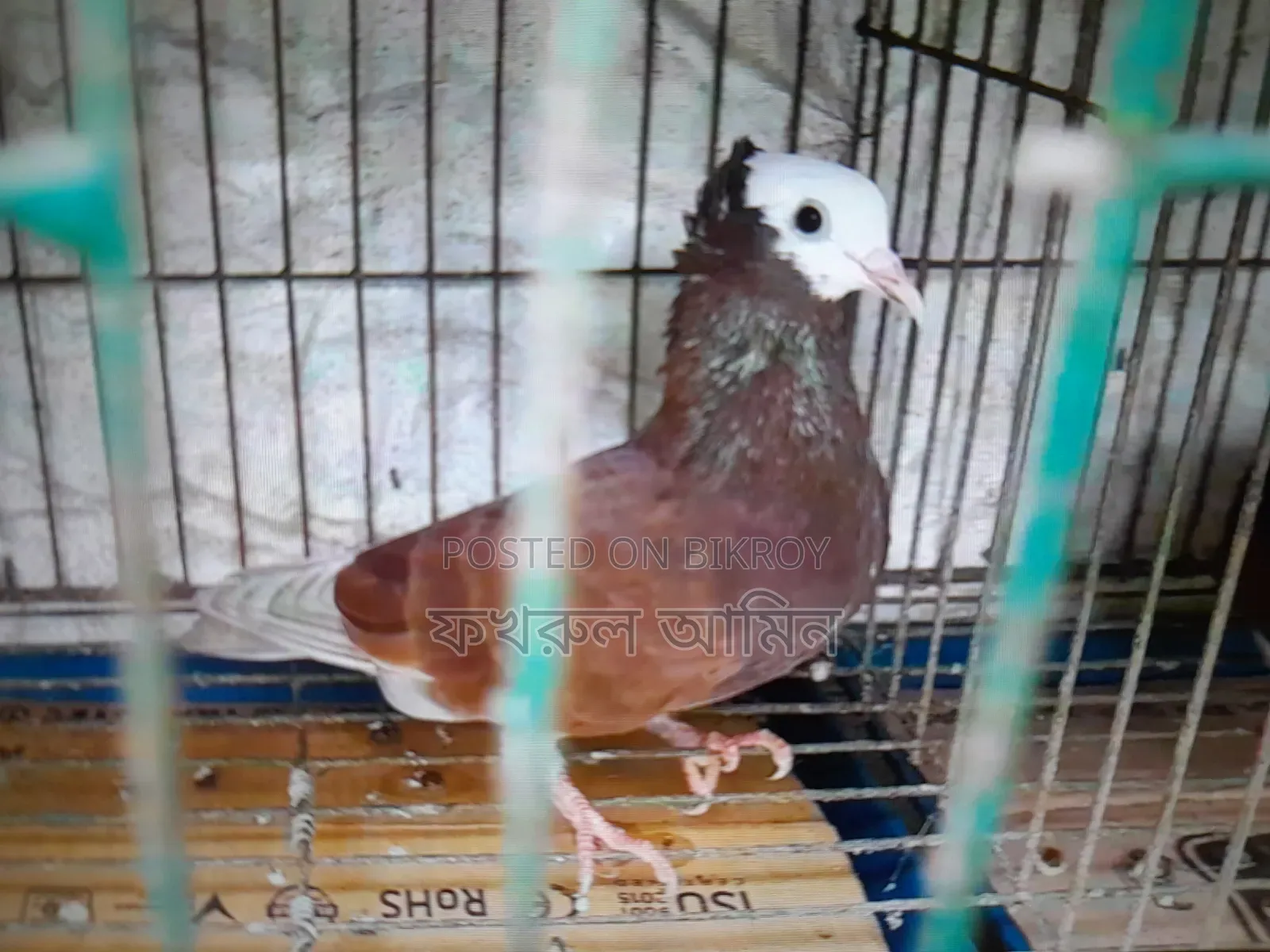 লাল রাজগোল্লা নর