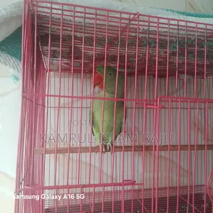Alexander Parrot