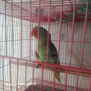Alexander Parrot