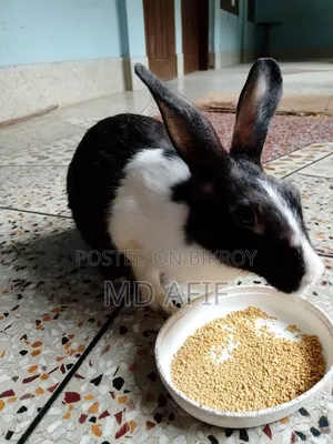 Adult Female Rabbit