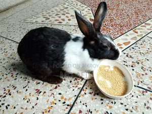 Adult Female Rabbit