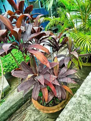 আউটডোর প্ল্যান্টস
