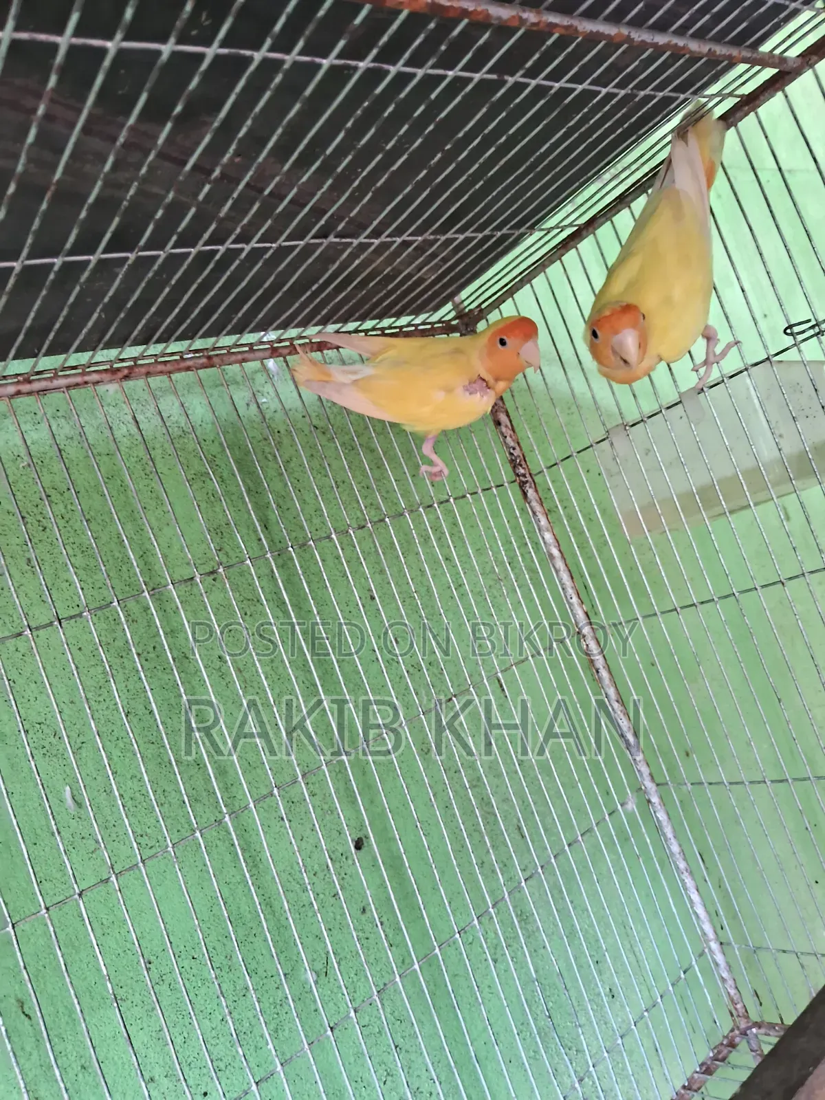 Lovebird Running Pair