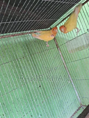 Lovebird Running Pair
