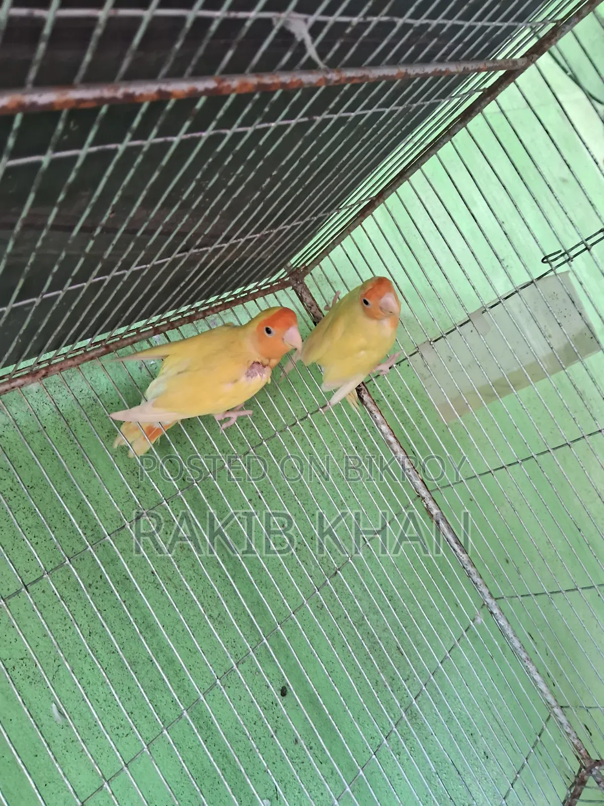 Lovebird Running Pair