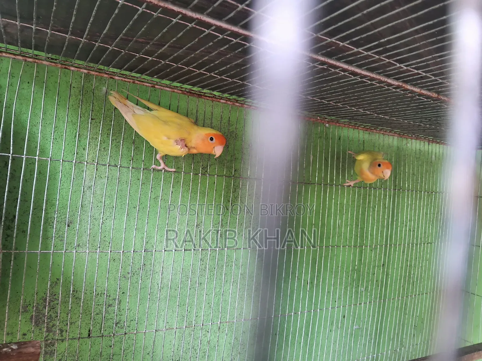 Lovebird Running Pair