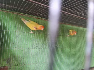 Lovebird Running Pair