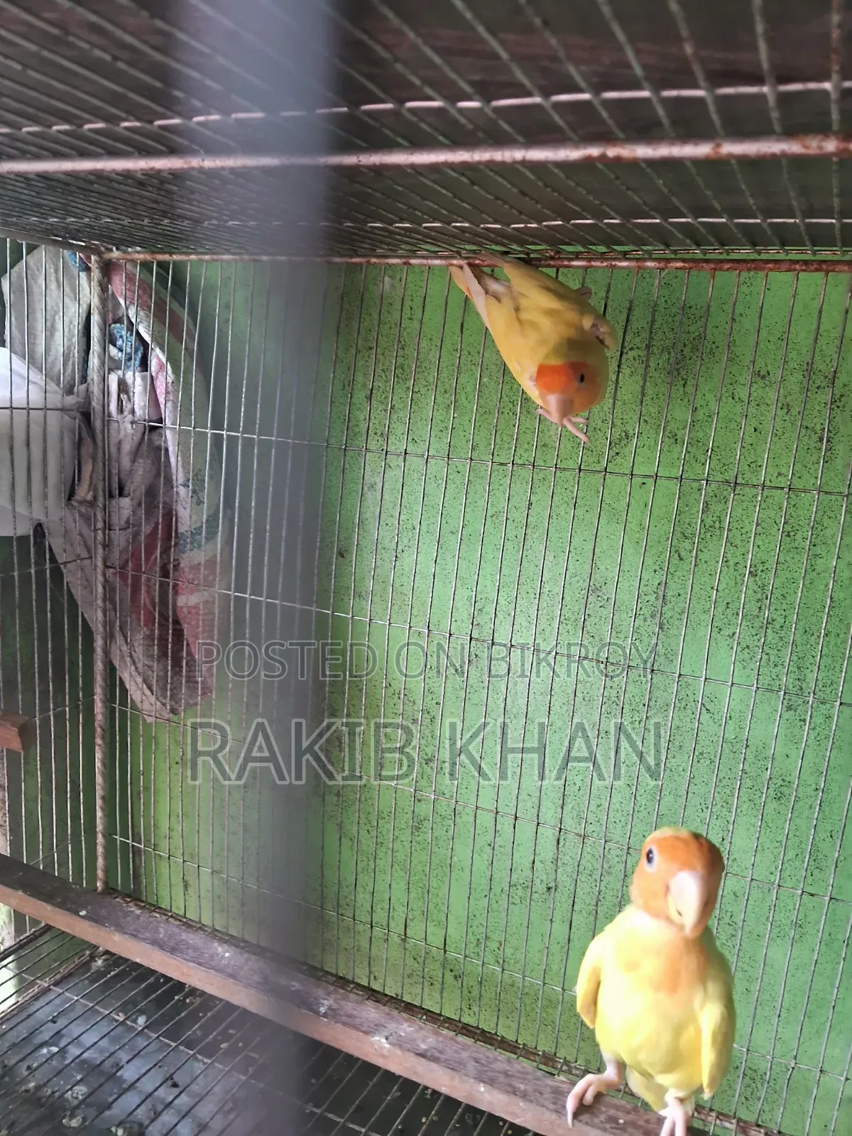 Lovebird Running Pair