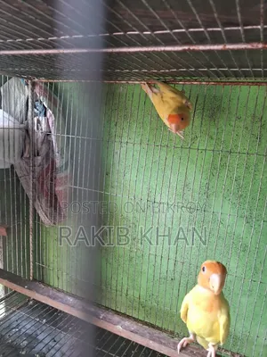 Lovebird Running Pair