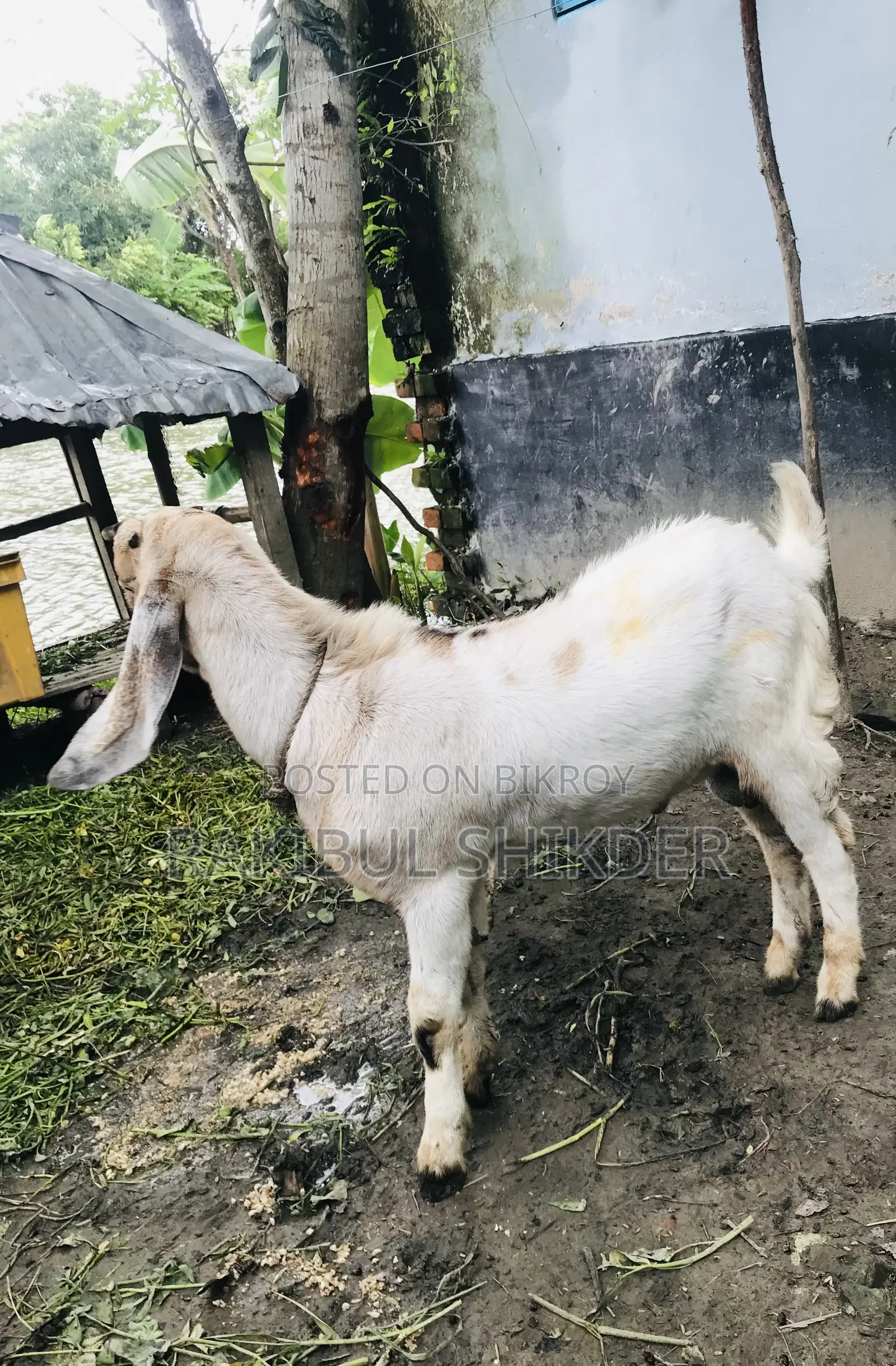 Ram Goat and a Totapuri
