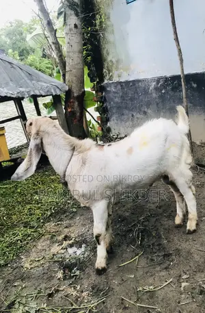 Ram Goat and a Totapuri