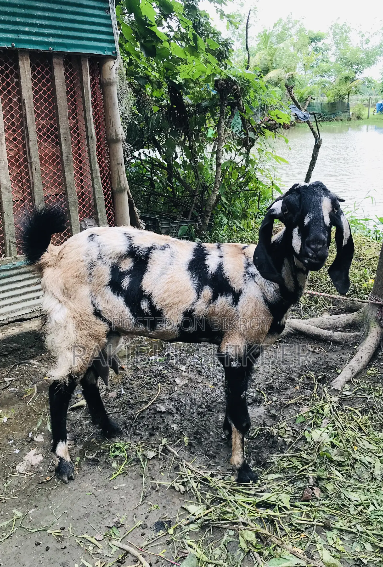 Ram Goat and a Totapuri