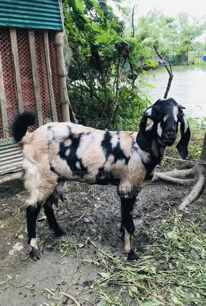 Ram Goat and a Totapuri