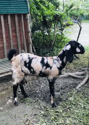 রাম ছাগল আর একটি তোতাপুরী