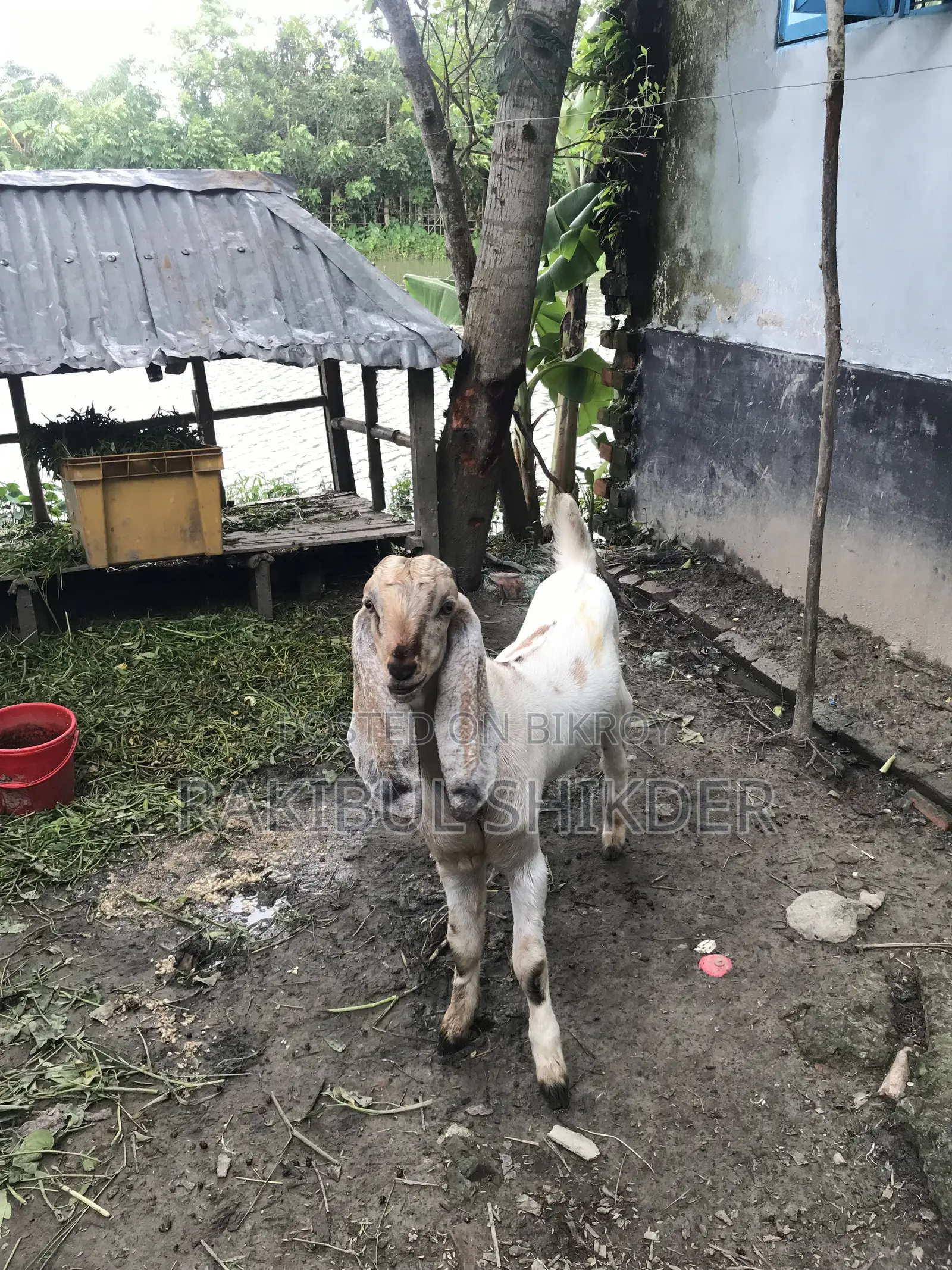 Ram Goat and a Totapuri