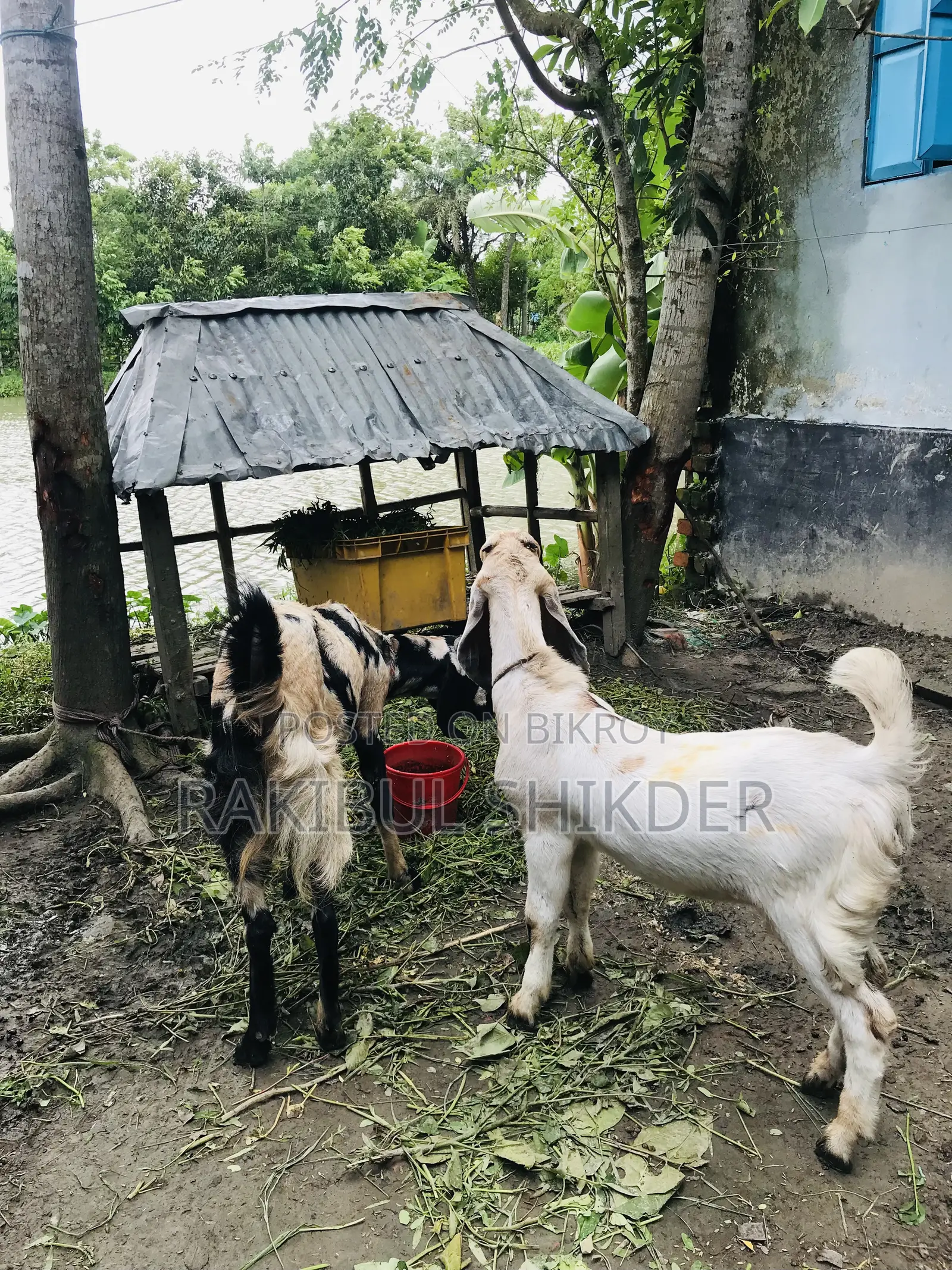 Ram Goat and a Totapuri