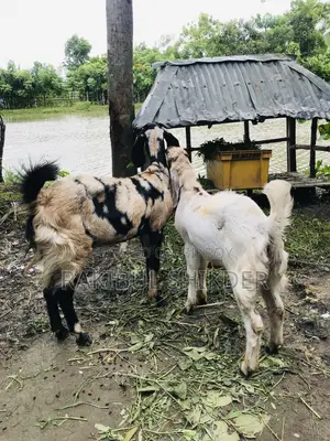 Ram Goat and a Totapuri