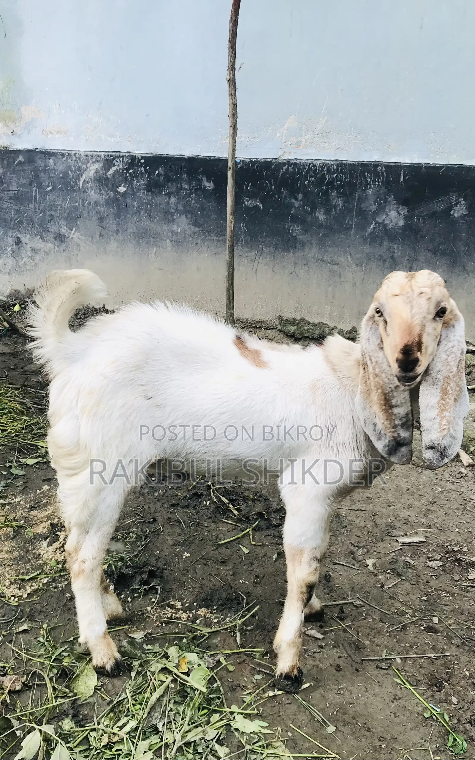 Ram Goat and a Totapuri