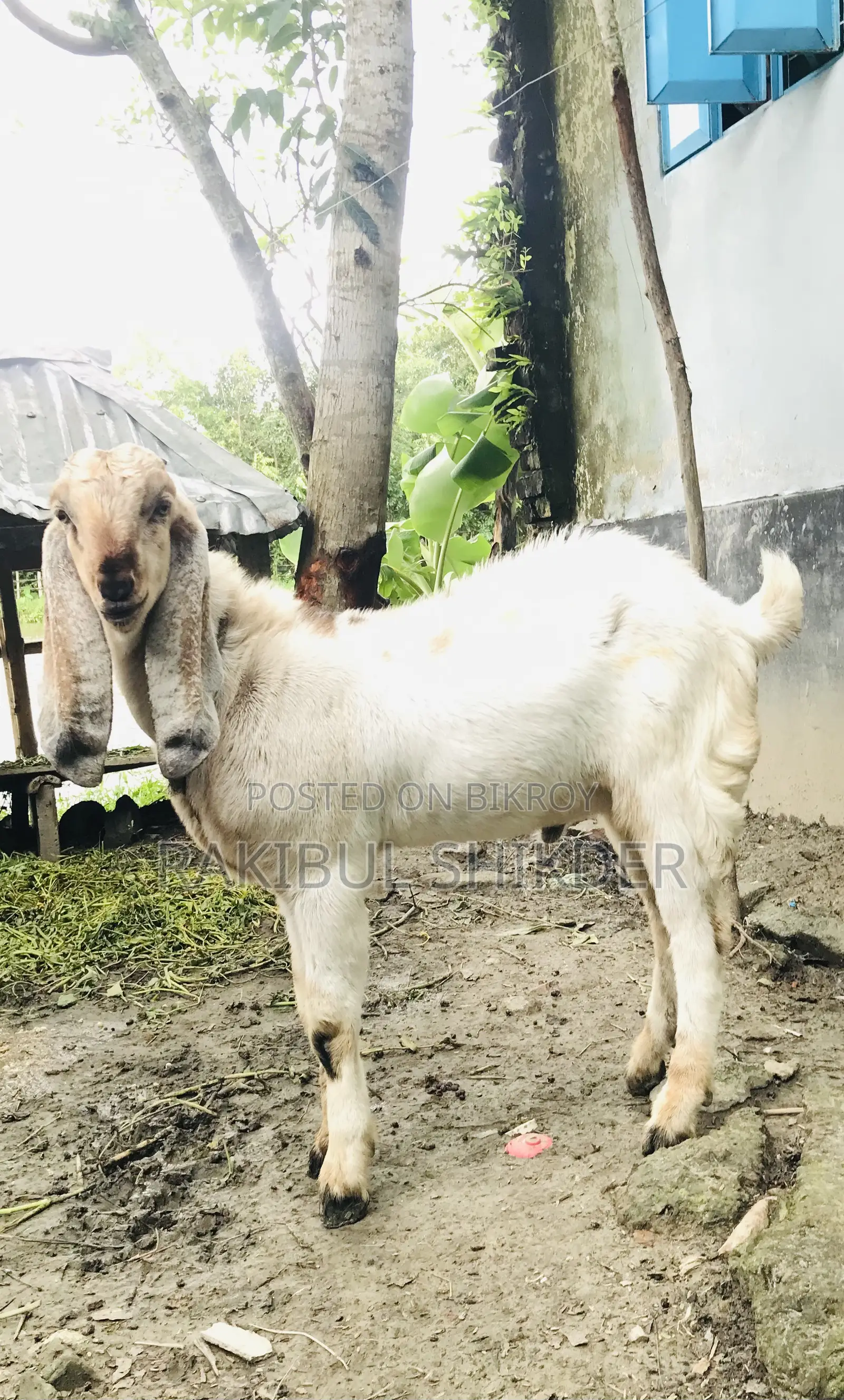 Ram Goat and a Totapuri