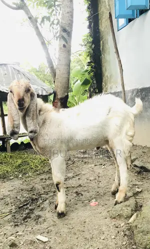 Ram Goat and a Totapuri