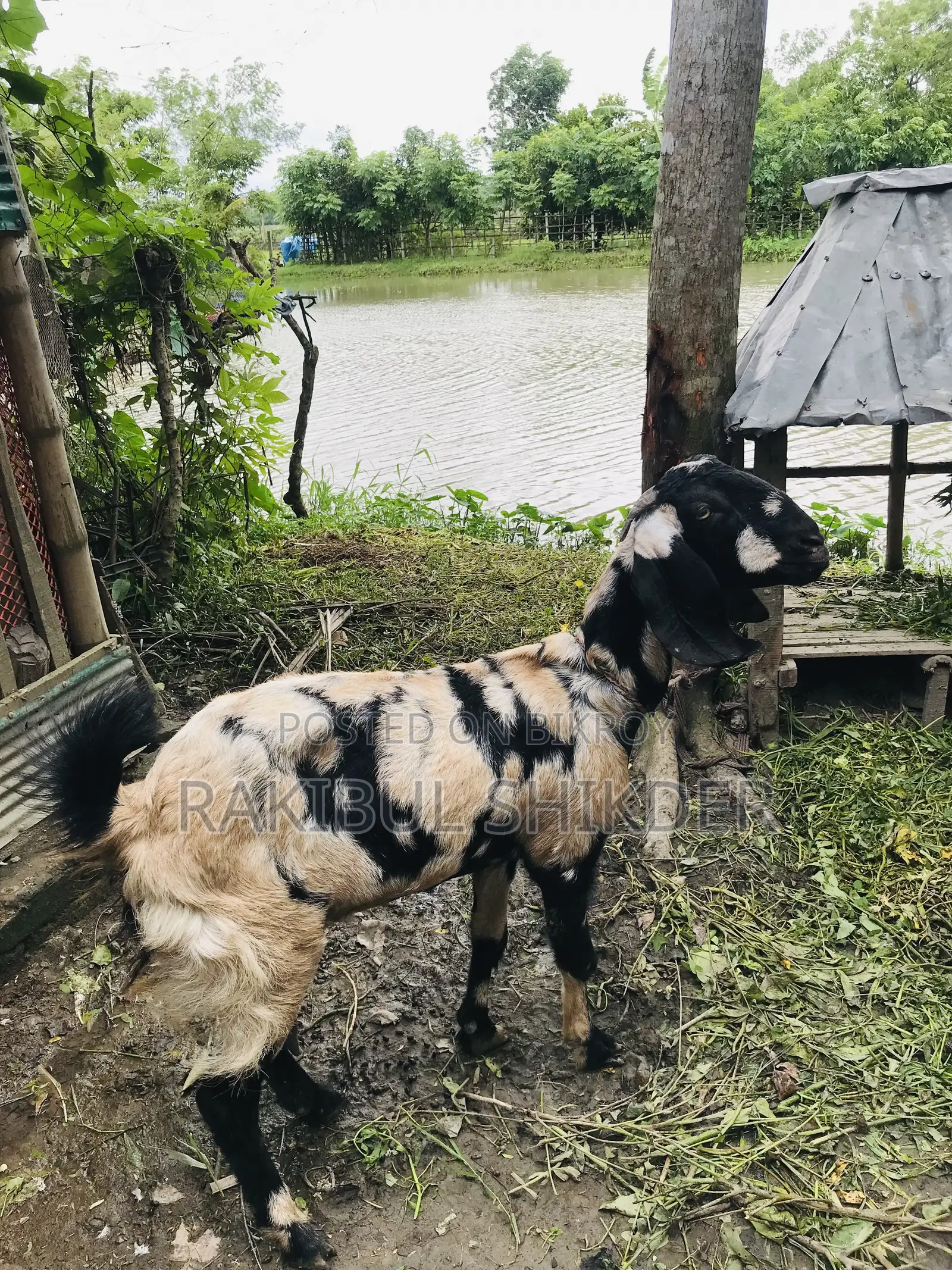 Ram Goat and a Totapuri