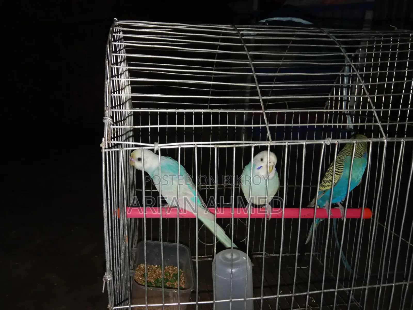 Birds for sale