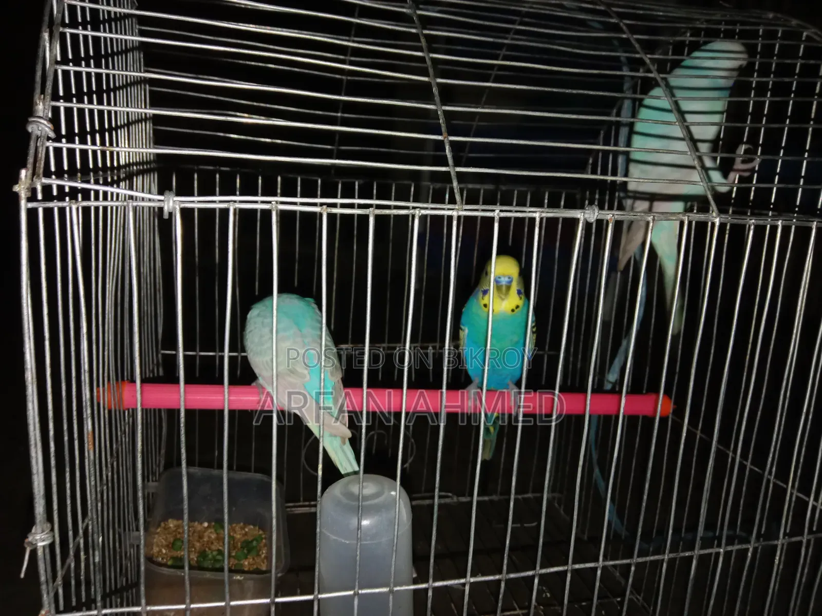 Birds for sale