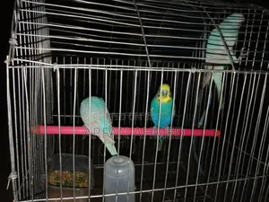 Birds for sale