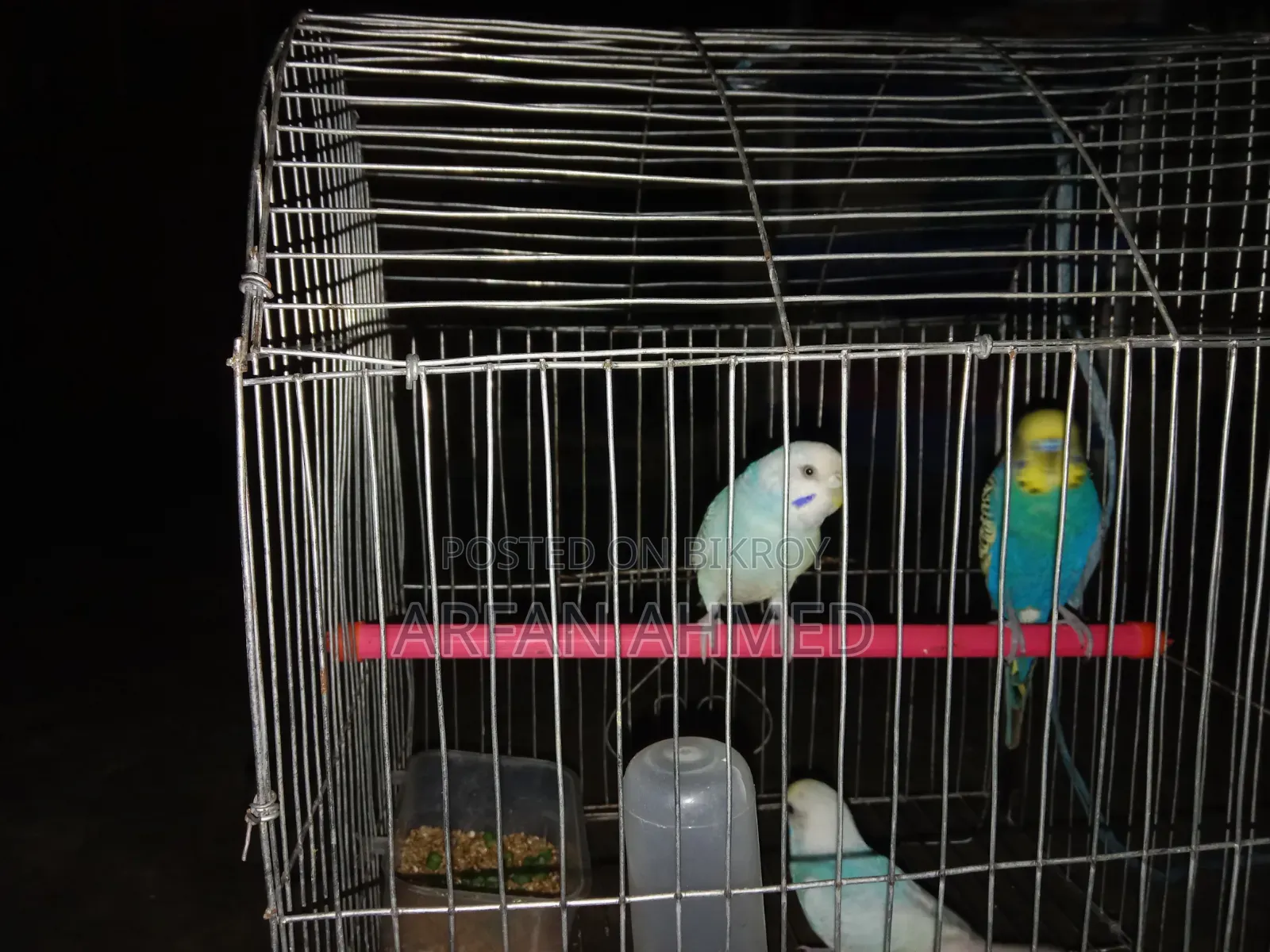 Birds for sale