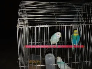 Birds for sale