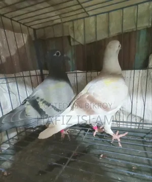 রেসার কবুতরের বেবি