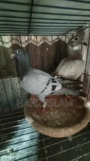 রেসার কবুতরের বেবি