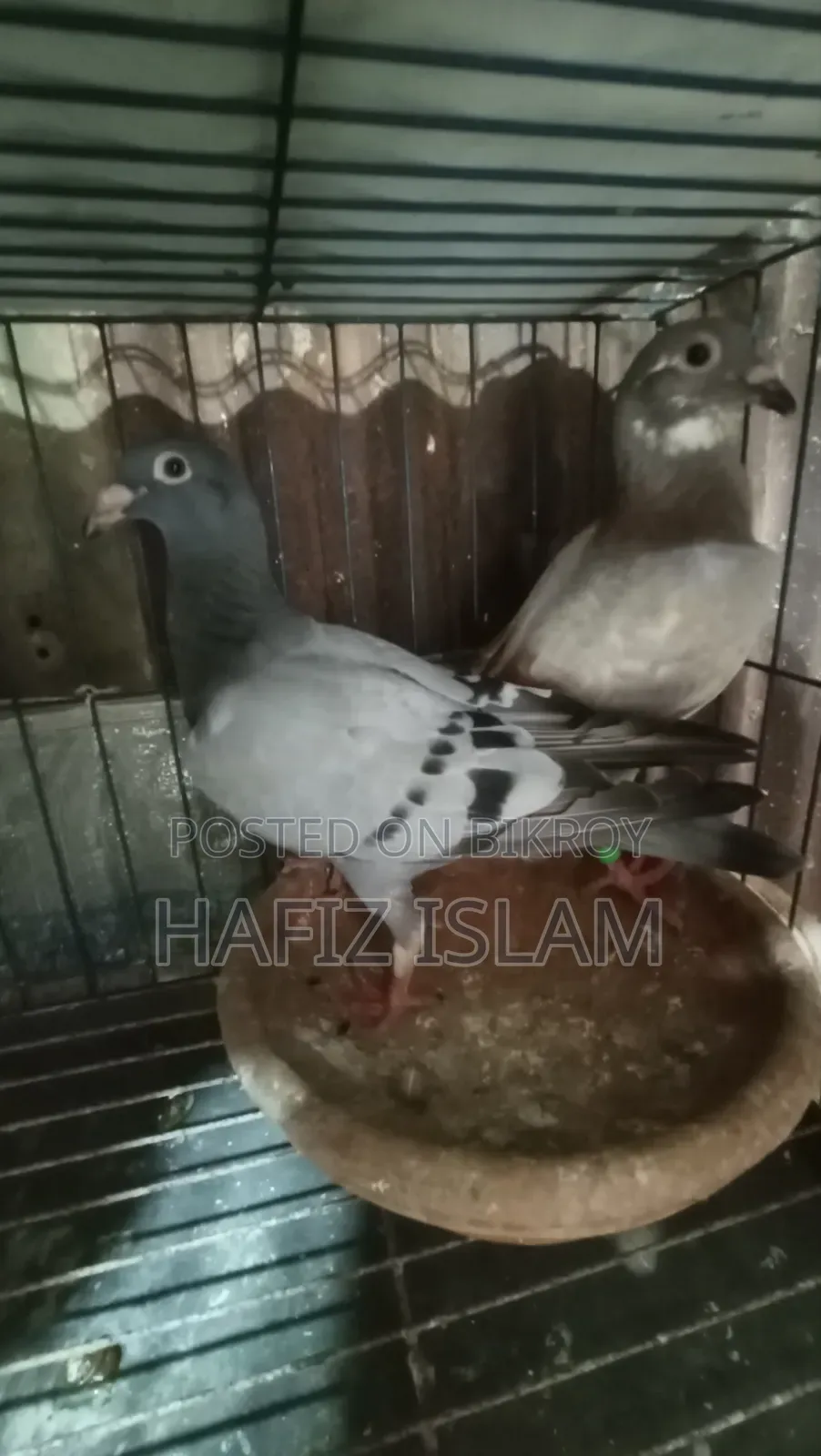 রেসার কবুতরের বেবি