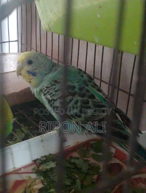 বাজিগর ২ পিস